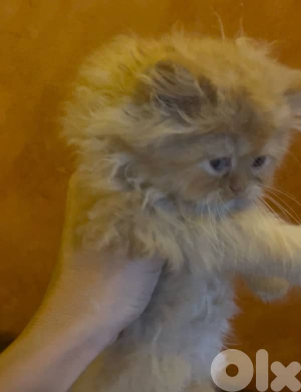 2 kitten exotic persian for sale 150$per one 2