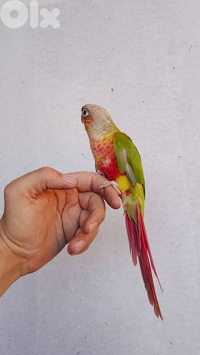ببغاء كونيور conure parrot