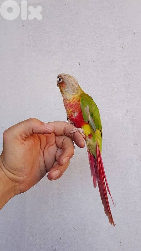ببغاء كونيور conure parrot 0
