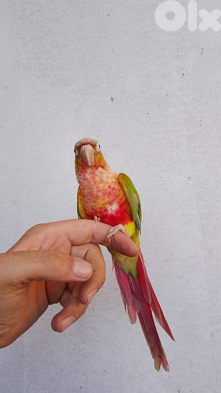 ببغاء كونيور conure parrot 1