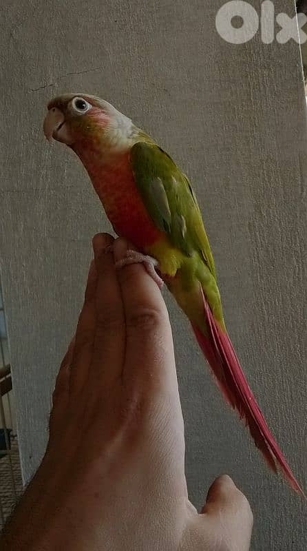 ببغاء كونيور conure parrot 2