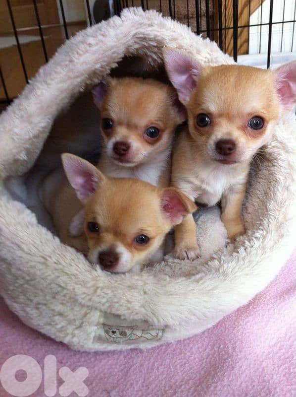 Small Chihuahua Puppies/ dog كلاب 0