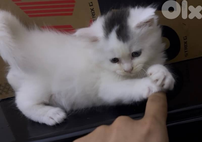 MAINE COON/PERSIAN MIX LAST ONE OUT OF FIVE $200 final 2