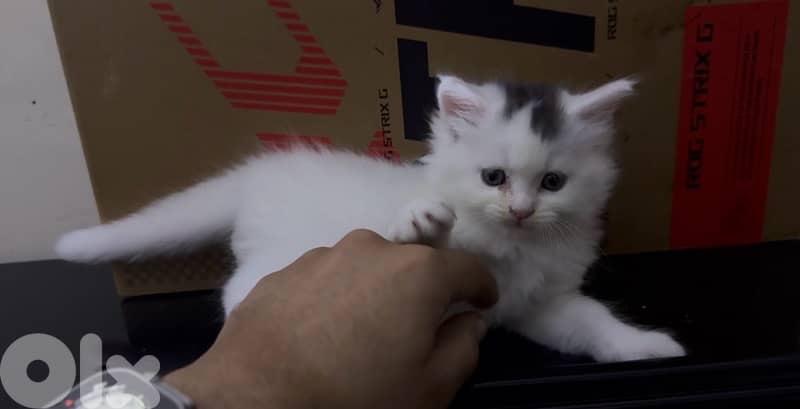 MAINE COON/PERSIAN MIX LAST ONE OUT OF FIVE $200 final 3