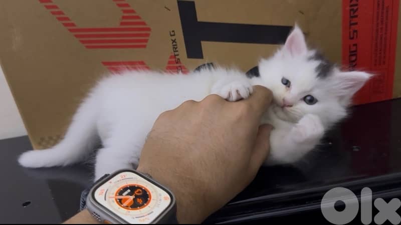 MAINE COON/PERSIAN MIX LAST ONE OUT OF FIVE $200 final 4