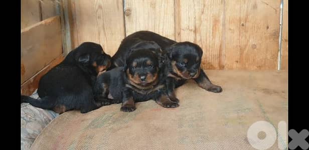 Purebred rottweiler puppies