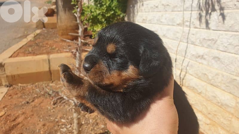 Purebred rottweiler puppies 1
