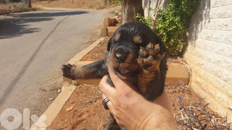Purebred rottweiler puppies 2