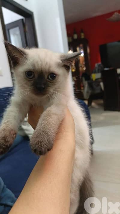 cat for sale