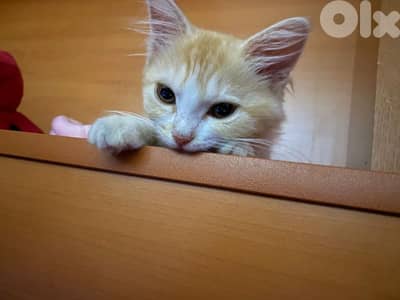 cute baby cat for sale