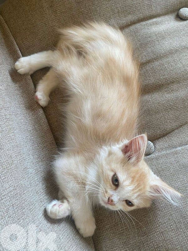 cute baby cat for sale 1
