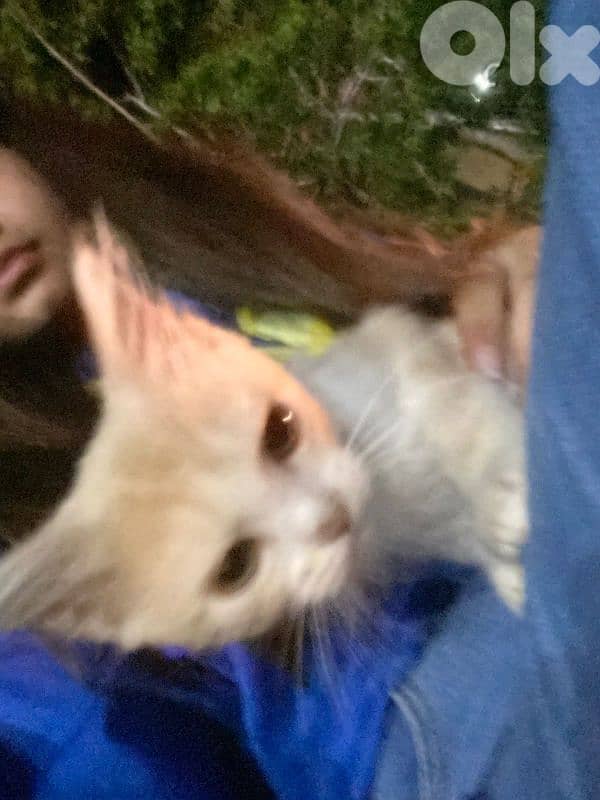 cute baby cat for sale 2