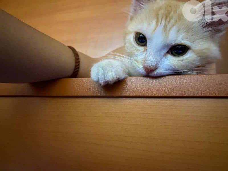 cute baby cat for sale 5