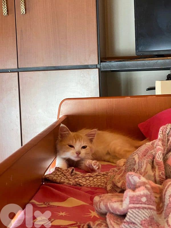 cute baby cat for sale 6