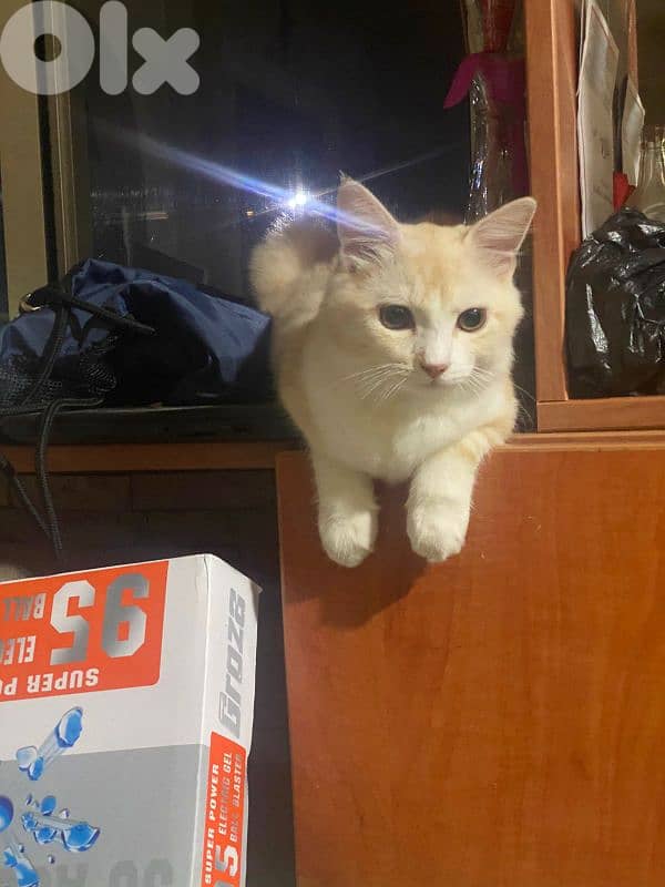 cute baby cat for sale 7
