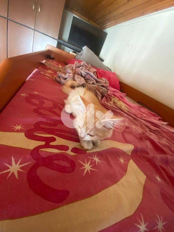 cute baby cat for sale 10