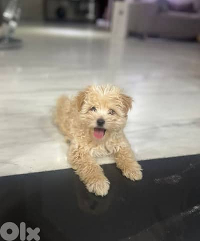 Maltipoo