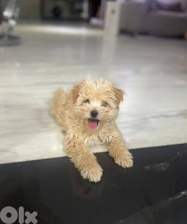 Maltipoo 0