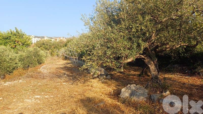 lands for sale in Chikhane أرض للبيع في شيخان 3