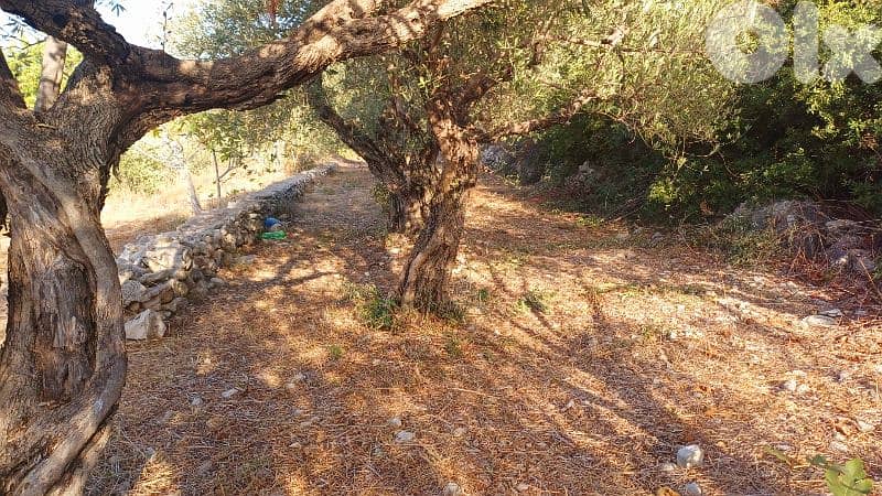 lands for sale in Chikhane أرض للبيع في شيخان 4