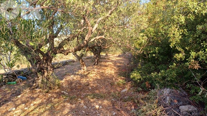 lands for sale in Chikhane أرض للبيع في شيخان 5