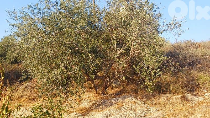 lands for sale in Chikhane أرض للبيع في شيخان 1