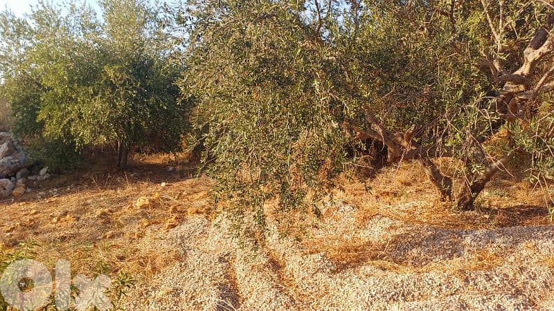 lands for sale in Chikhane أرض للبيع في شيخان 4