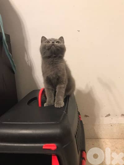 British shorthair Pure kitten Available