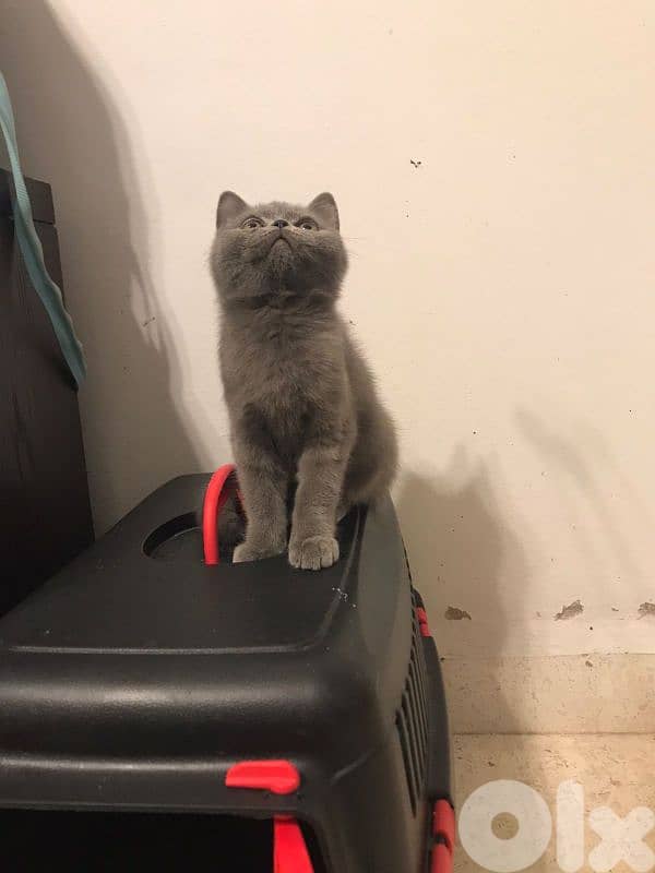 British shorthair Pure kitten Available 0