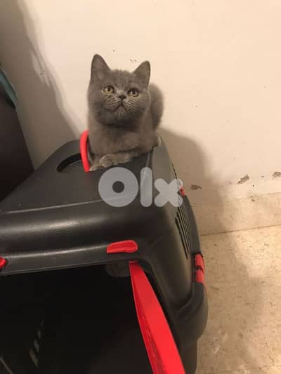British shorthair Pure kitten Available