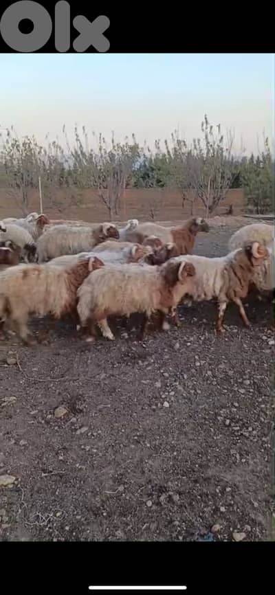 35 for sale
