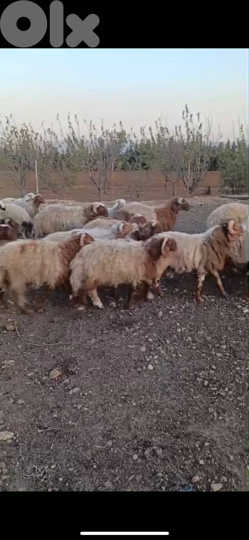 35 for sale 0