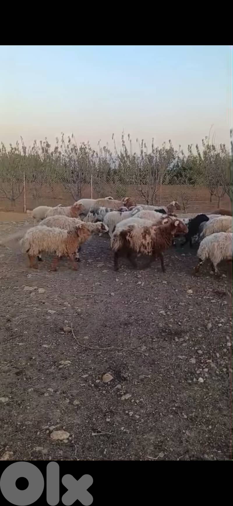 35 for sale 2