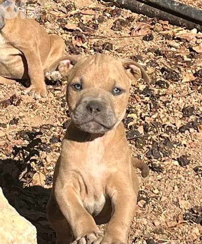 Pitbull puppies