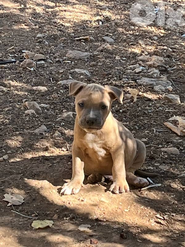 Pitbull puppies 1