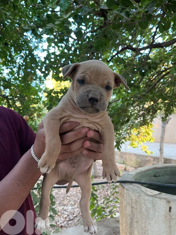 Pitbull puppies 2