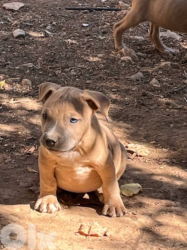 Pitbull puppies 3