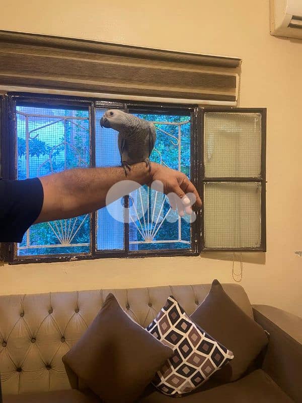 فرخ كاسكو ذنب احمر عاقل متكلم بطلع عاليد وعلكتف عمره خمسه اشهر 2