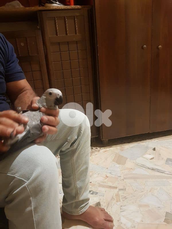 فرخ كاسكو ذنب احمر عاقل متكلم بطلع عاليد وعلكتف عمره خمسه اشهر 3