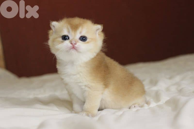 golden chinchilla real photos ! 1