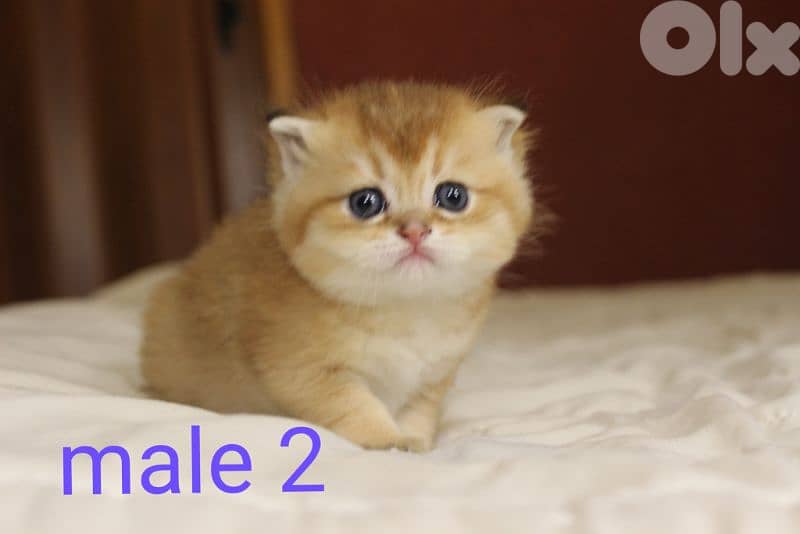 golden chinchilla real photos ! 2