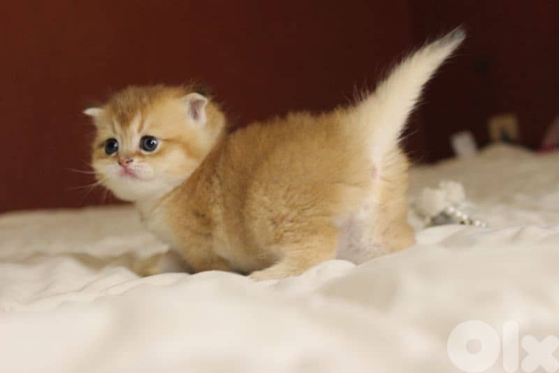 golden chinchilla real photos ! 3