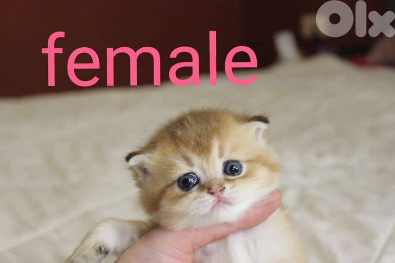golden chinchilla real photos ! 4