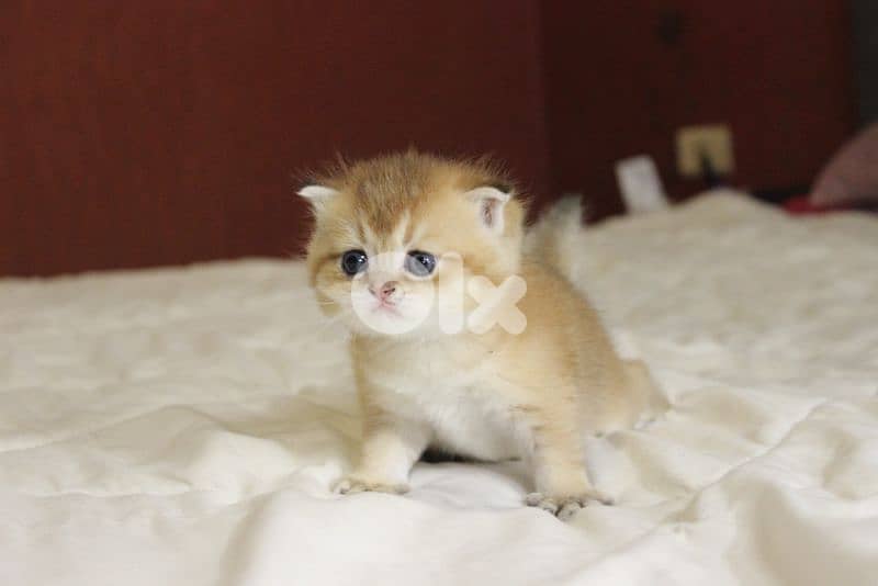 golden chinchilla real photos ! 5
