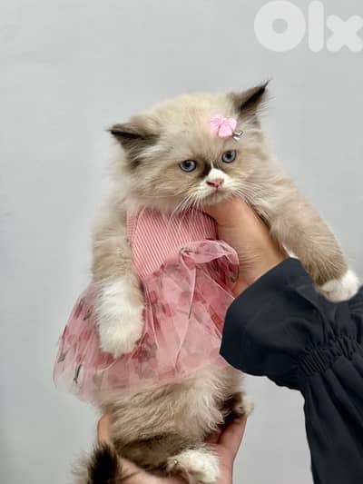 Himalayan cat