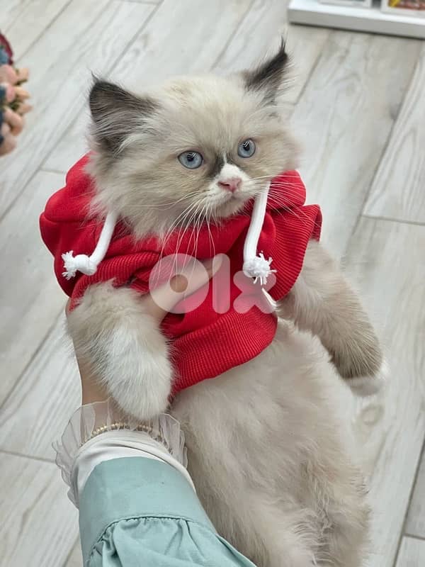 Himalayan cat 1