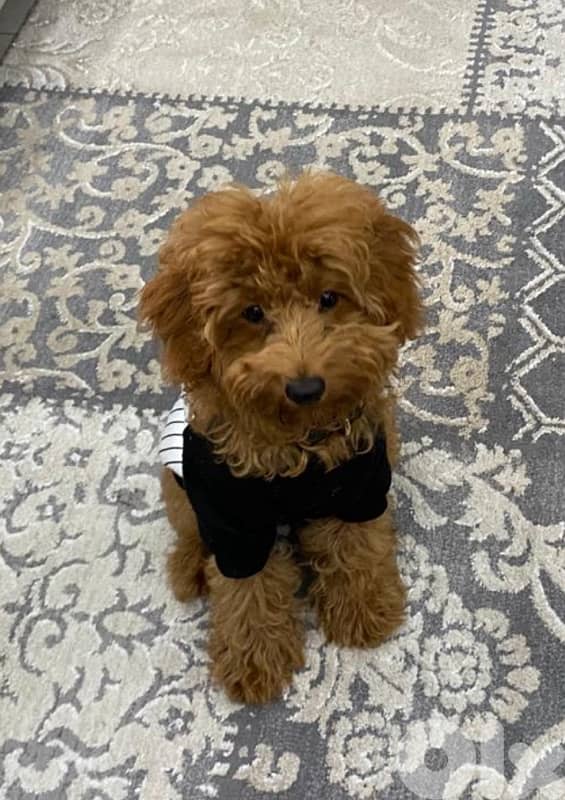 poodle 2