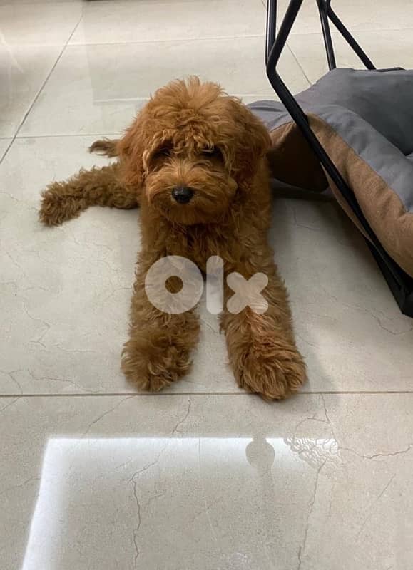 poodle 1