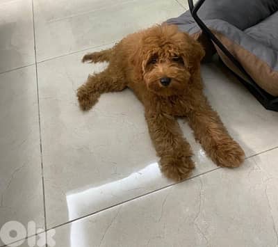 poodle