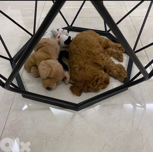 poodle 4